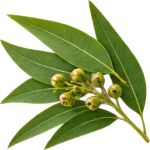 Aceite de eucalipto