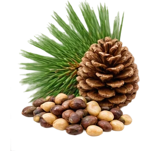 Aceite de semillas de pino marítimo