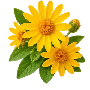 Extracto de flor de árnica
